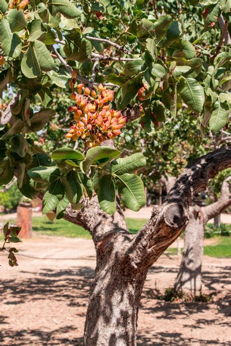 What Does a Pistachio Tree Look Like? » Top Tips