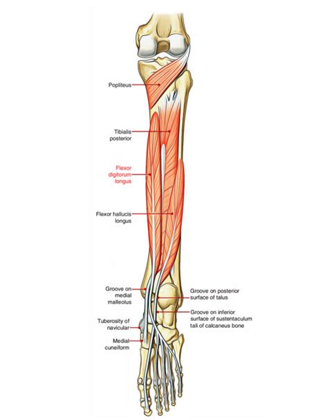 Flexor Digitorum Longus – Earth's Lab