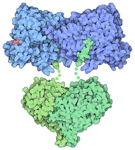 PDB-101: Molecule of the Month: Ribonucleotide Reductase