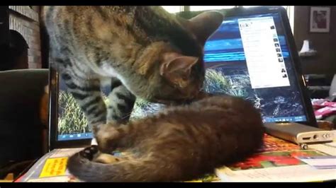 How to Care for a Sick Kitten - YouTube