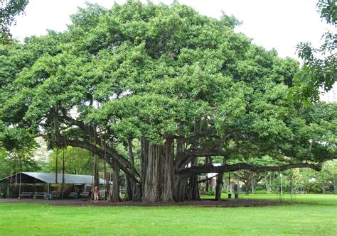 Banyan Tree Drawing at PaintingValley.com | Explore collection of ...