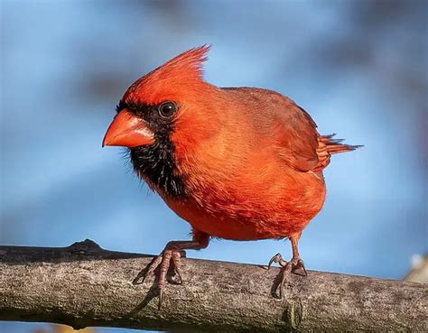 Do Birds Eat Ants? Identify The Birds With Ant Diet - Bird Guidance