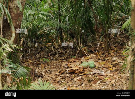 Southern Cassowary Casuarius casuarius Nest with four eggs Photographed ...