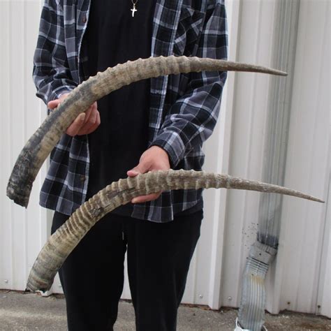 35 & 36 inch Matching Pair of African Sable Horns for sale