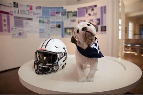 Meet Handsome Dan XIX, Yale's next bulldog mascot!