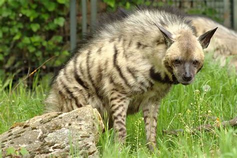 Striped Hyena | The Animal Facts | Appearance, Diet, Habitat, Behavior