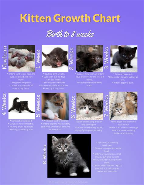 Kitten Care Week by Week (Weeks 1 to 8): Our Vet Explains - Cat-World ...