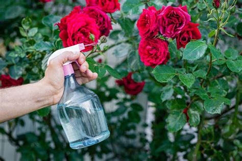 How to Treat and Prevent Black Spot on Roses