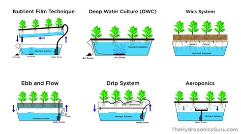 Types of Hydroponics Systems - The Hydroponics Guru