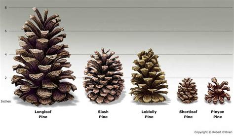 Pine Cones. Touch Wood Rings have incorporated piñon pine, bristlecone ...