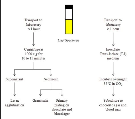 Microbiologist - cerebrospinal fluid (CSF) culture is a... | Facebook