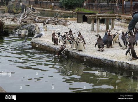 The animals in San Francisco Zoo Stock Photo - Alamy