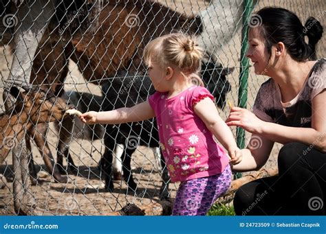 Feeding Zoo Animals Royalty Free Stock Images - Image: 24723509