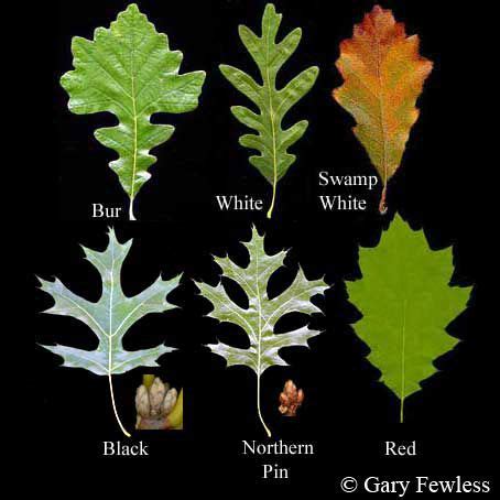 Oak (Quercus) Common types of Oak trees in North America include White ...