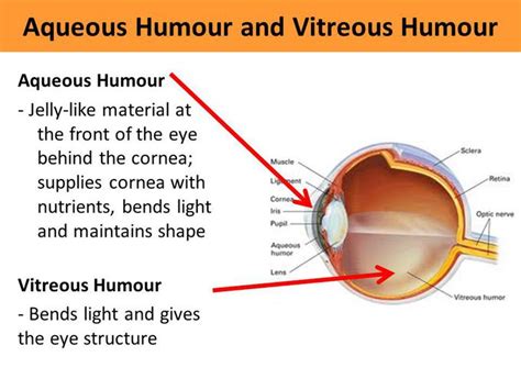 Difference between aqueous humour and vitreous humour. - MEDizzy