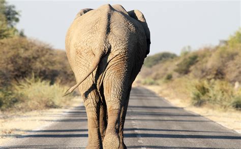 Free Images : road, wildlife, mammal, fauna, vertebrate, safari, indian ...