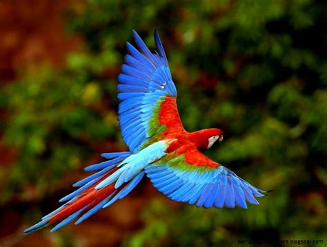 Real Rainforest Animals | Amazing Wallpapers