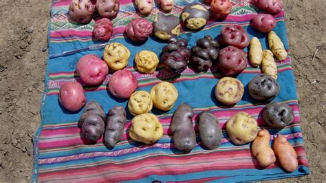 The Thriving Biodiversity of Peru’s Potato Park - Our World