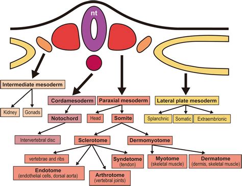 Overview of the mesodermal derivatives. The chordamesoderm and paraxial ...