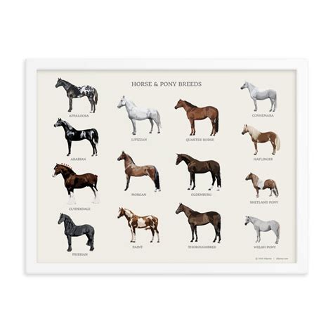 Horse & Pony Breeds Framed Poster - Etsy