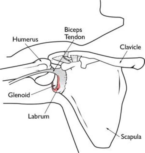 Shoulder Joint Tear (Glenoid Labrum Tear) - OrthoInfo - AAOS