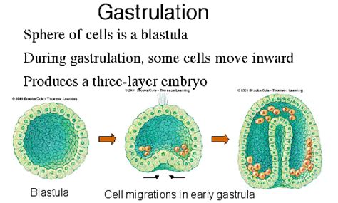 Developmental Biology Exam 3 Flashcards | Quizlet