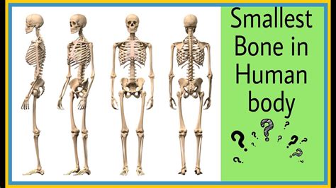 Smallest Bone in Human Body - YouTube