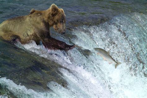 Alaska Bear Viewing Tours | Brooks Falls Bear Viewing Day Tours | Katmai