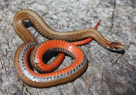 Red-bellied Snake (Storeria occipitomaculata) | Snake, Belly, Somerset ...