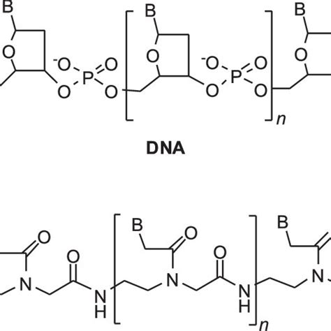 (PDF) Hydrophilic modifications in peptide nucleic acid - Synthesis and ...