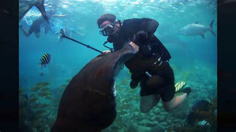 Animal Encounter at the Sea Aquarium Park in Curacao | Sea aquarium ...