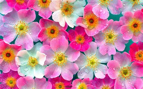 wallpapers: Pink Flowers Wallpapers