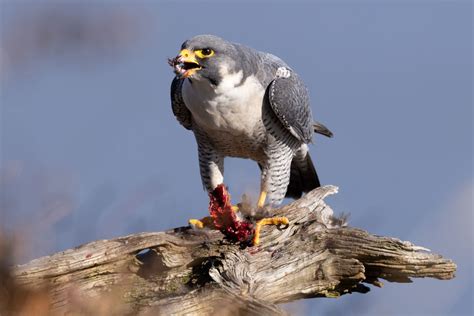 Discover the Fastest Peregrine Falcon Dive Speed on Record