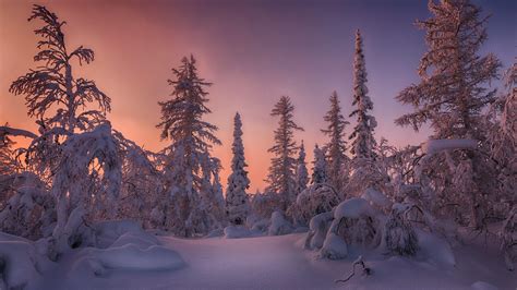 Forest Snow Covered Spruce Trees During Sunset HD Winter Wallpapers ...