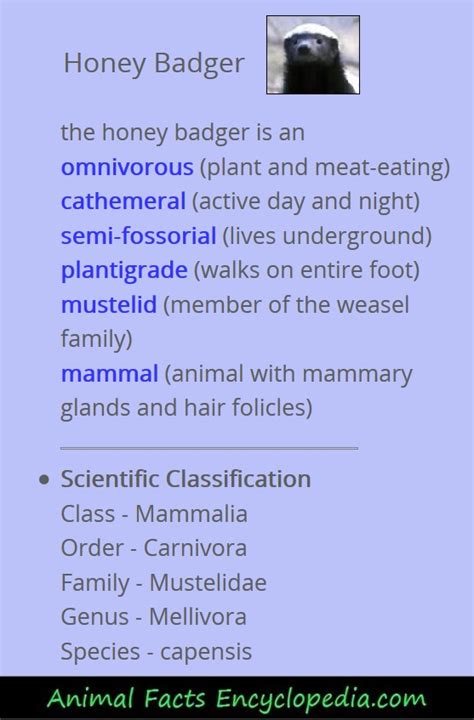 Honey Badger Facts - Animal Facts Encyclopedia