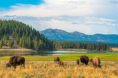 Yellowstone National Park opens up its East entrance | Times of India ...