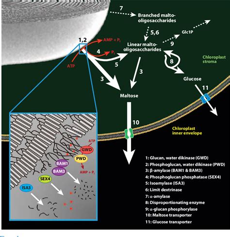 starch biosynthetic process | Semantic Scholar