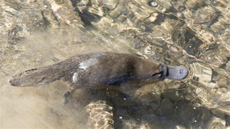 Here’s how Platypus milk can help fight superbugs and save lives ...