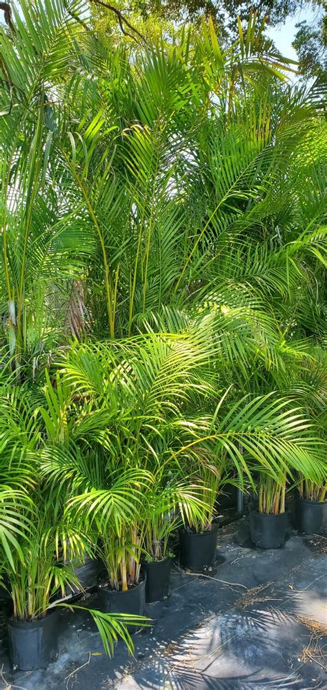 Buy Florida Friendly Plants - Largo and St. Petersburg