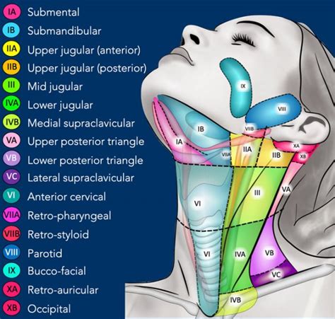 Lymph Nodes Diagram Neck