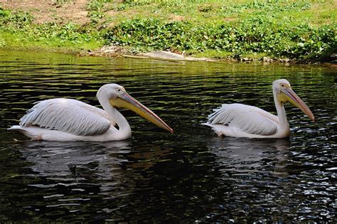 Pelikán: létající velikán – ZOO Magazín