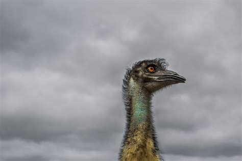 8 Amazing Emu Facts