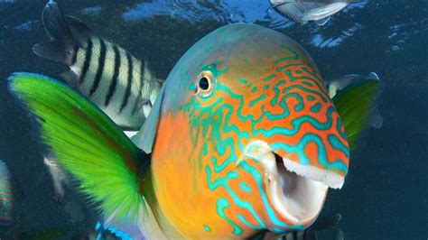 Parrotfish thrive on bleached coral Great Barrier Reef | Cairns Post