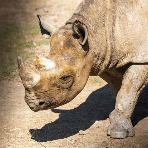 Care for Animals | Little Rock Zoo