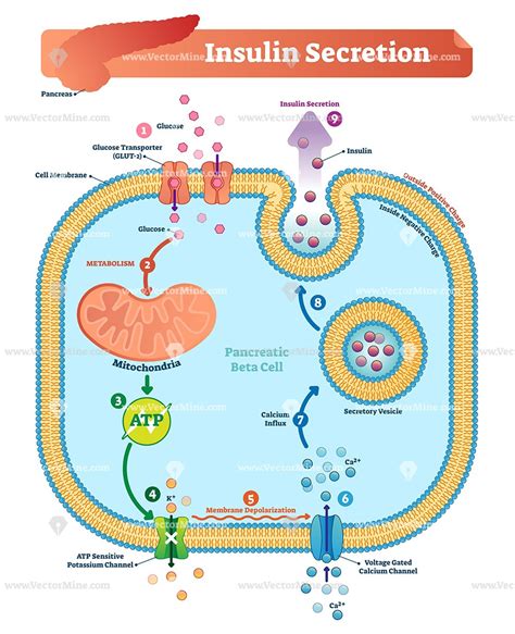 Draw The Product Of The Reaction Below. Cholesterol | #The Expert