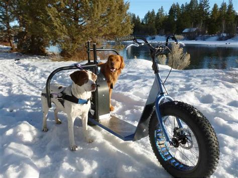 dog powered dirt scooter - ProScootersMart