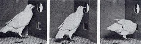 Why Did Skinner Choose Pigeons For His Experiments?