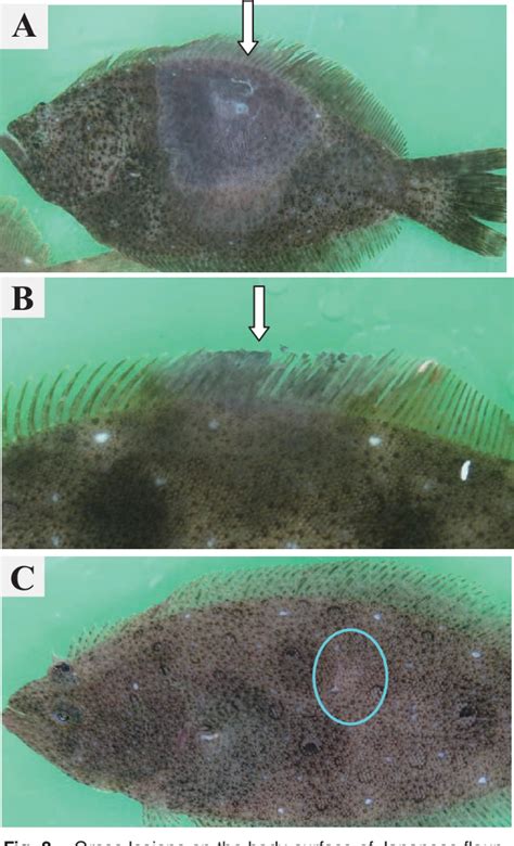 Figure 2 from Title Infection Kinetics of Tenacibaculum maritimum on ...