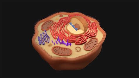 Human Cell Model