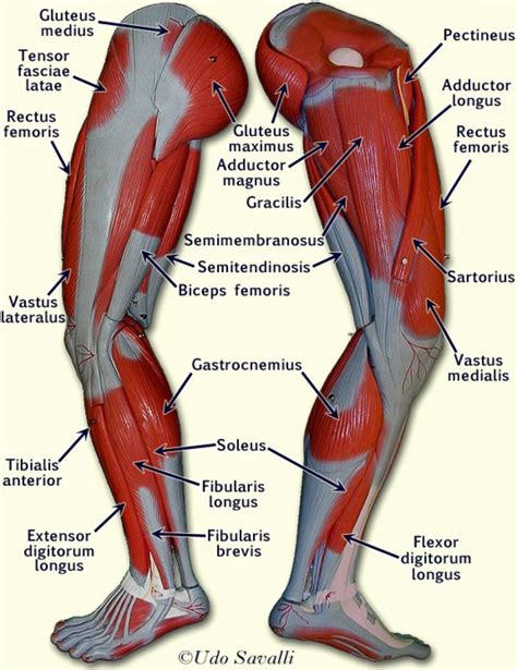 Muscle Anatomy Chart New Upper Leg Muscles Anatomy Human Anatomy ...